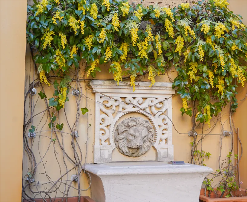 オリーブの階段