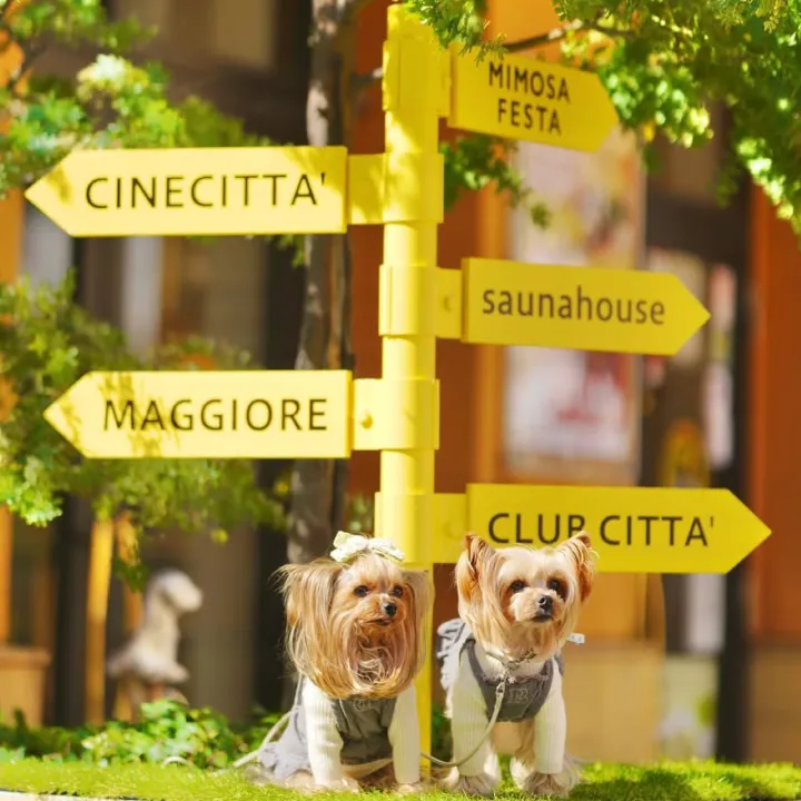 ßÖM❦︎ÐÄLÌ ボムダリ