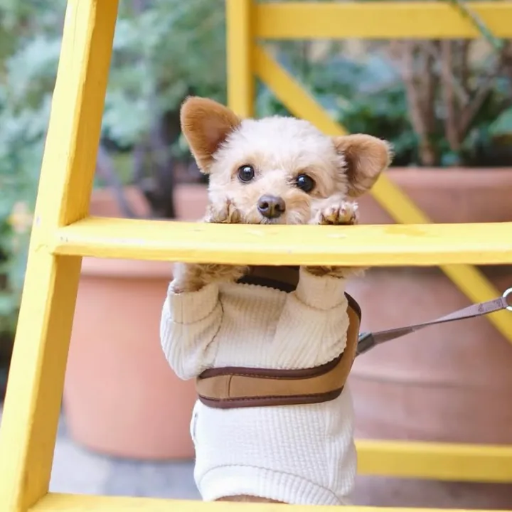 ポメプーのみかん 𓂃 🍊