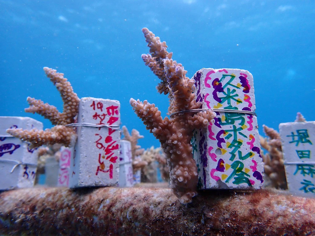 久米島漁協サンゴ養殖部会 サンゴ苗付け体験イメージ