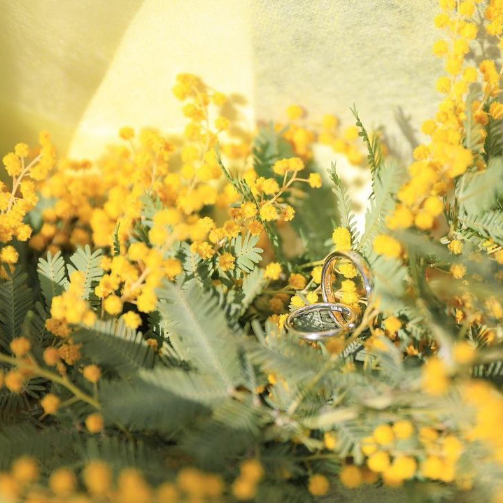 PHOTO CONTEST | MIMOSA FESTA 2023 大切な人にミモザの花を