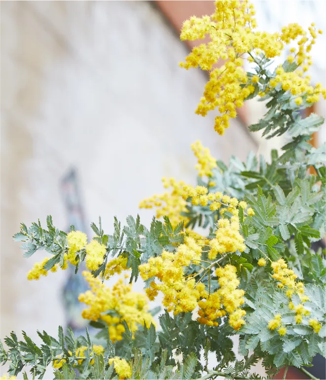 MIMOSA FESTA 2025 大切な人にミモザの花を