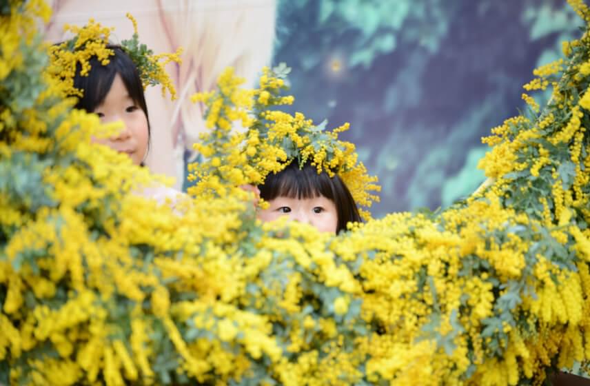 MIMOSA FESTA 2023 大切な人にミモザの花を