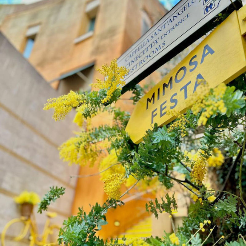 PHOTO CONTEST | MIMOSA FESTA 2024 大切な人にミモザの花を