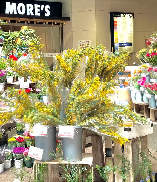 COLLABORATION | MIMOSA FESTA 2026 Bloom in your own way. 自分