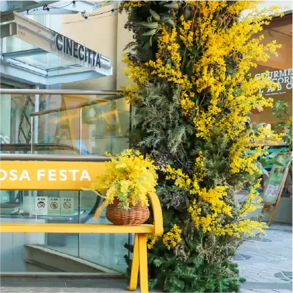 ミモザで飾られた建物